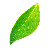 left-shape3
